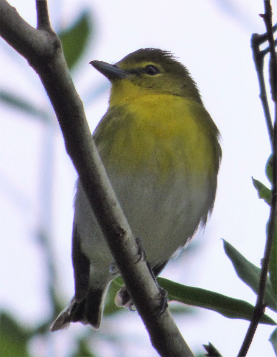 Yellow-throated Vireo - ML73019621