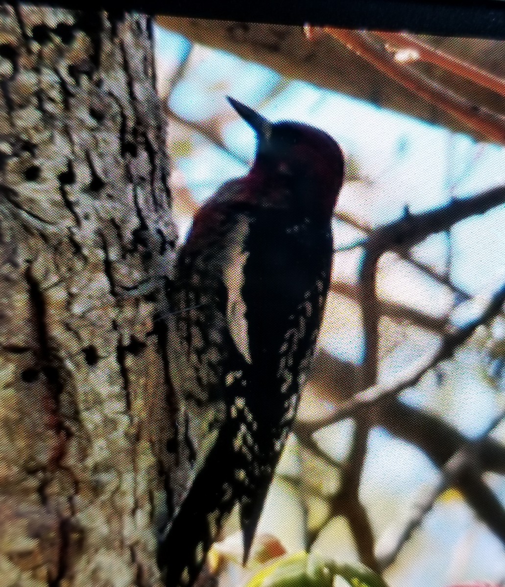 Red-breasted Sapsucker - ML73019651