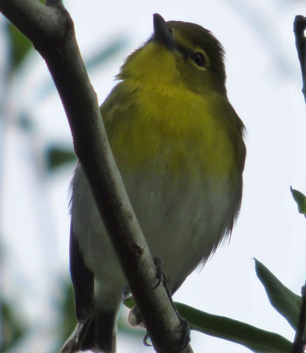 Yellow-throated Vireo - ML73019661