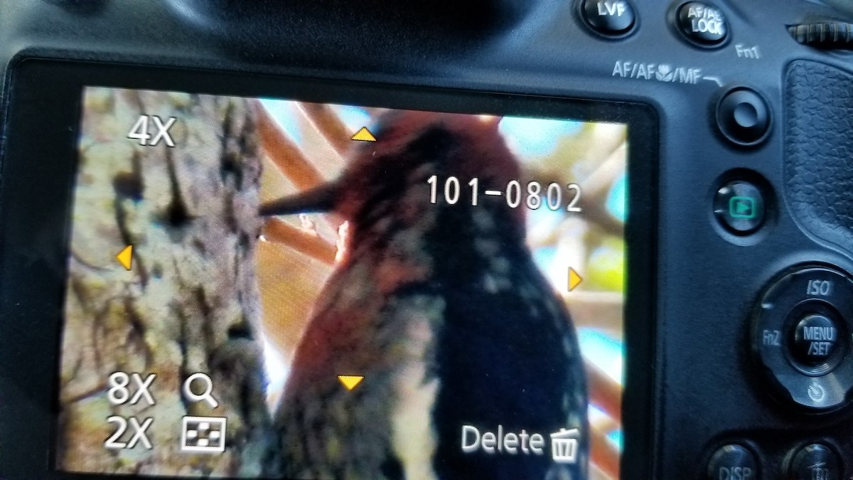 Red-breasted Sapsucker - ML73019691