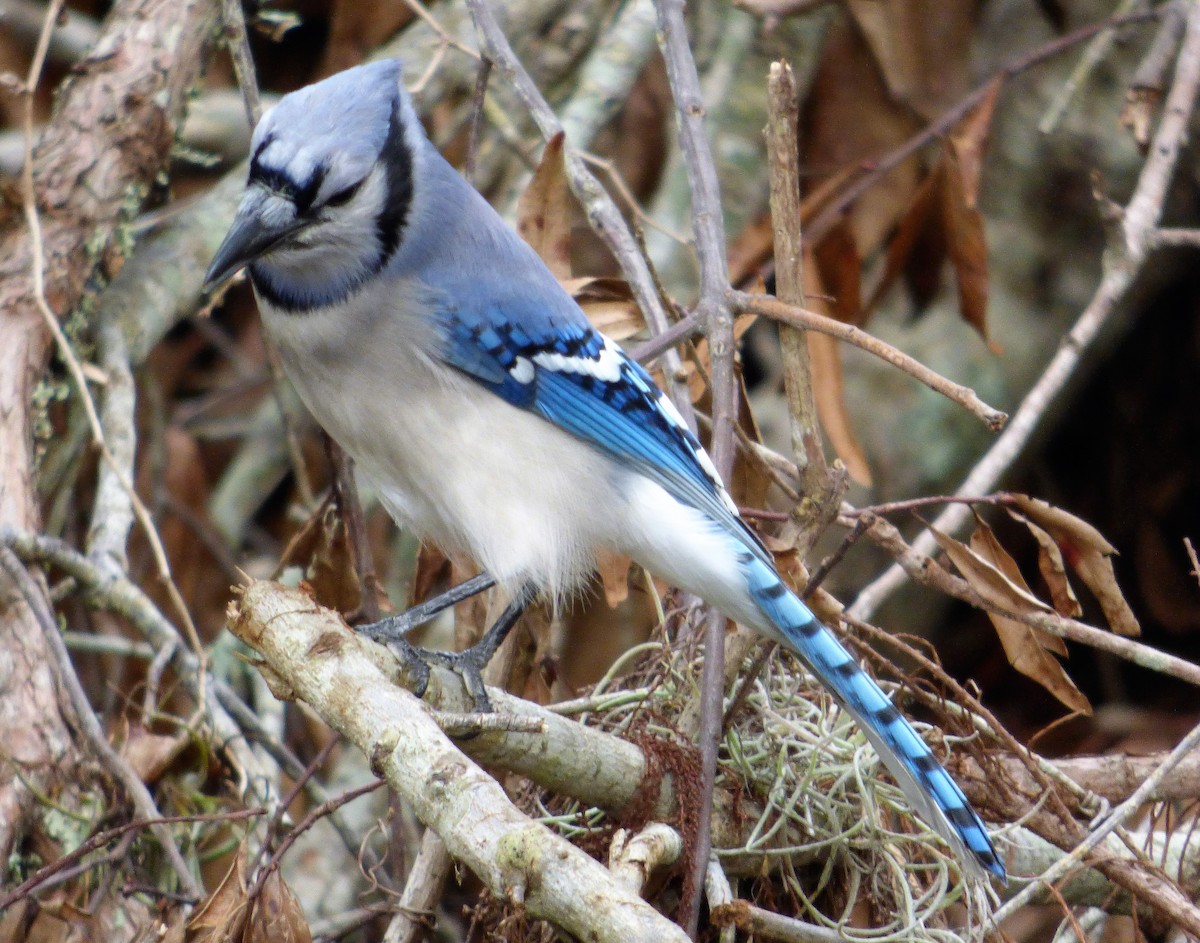 Blue Jay - ML73019791