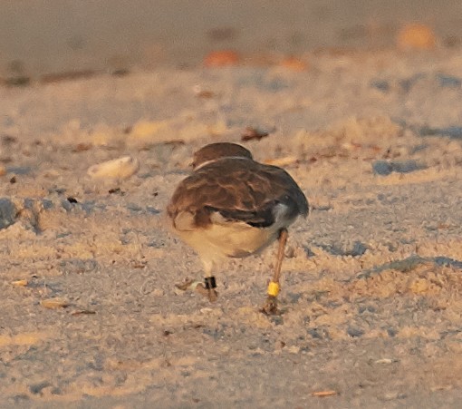 Snowy Plover - ML73020181