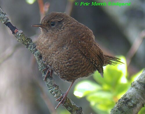 Eurasian Wren (Eurasian) - ML730204