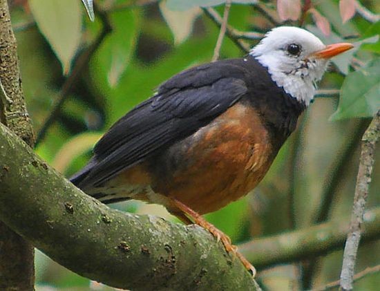 Taiwan Thrush - Pete Morris