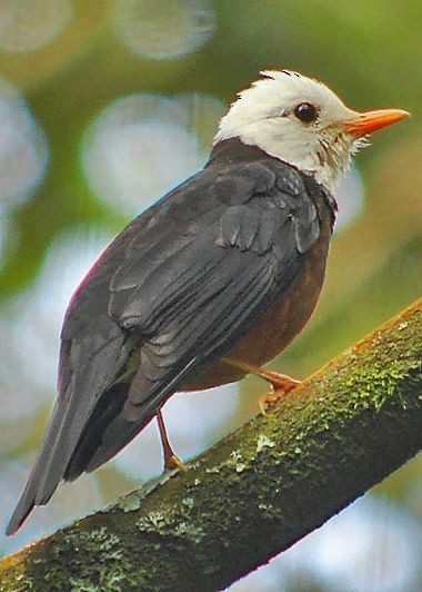 Taiwan Thrush - ML730210