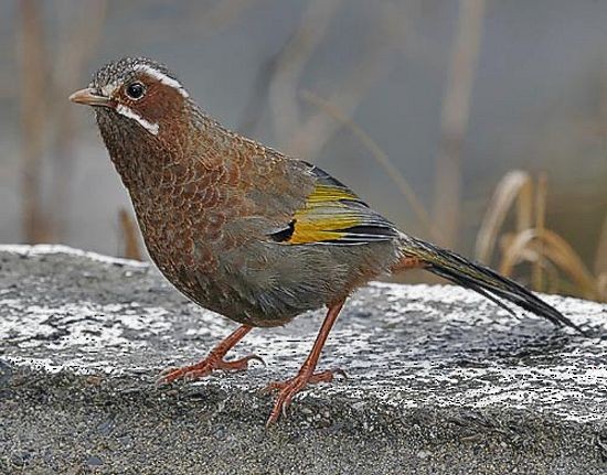 White-whiskered Laughingthrush - ML730212