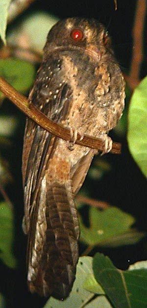 Moluccan Owlet-nightjar - Pete Morris