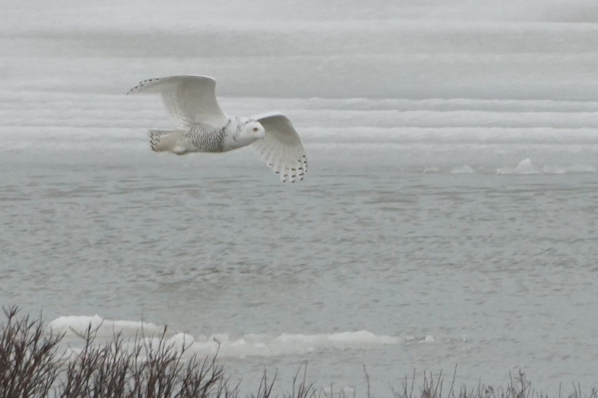 Snowy Owl - ML73022451