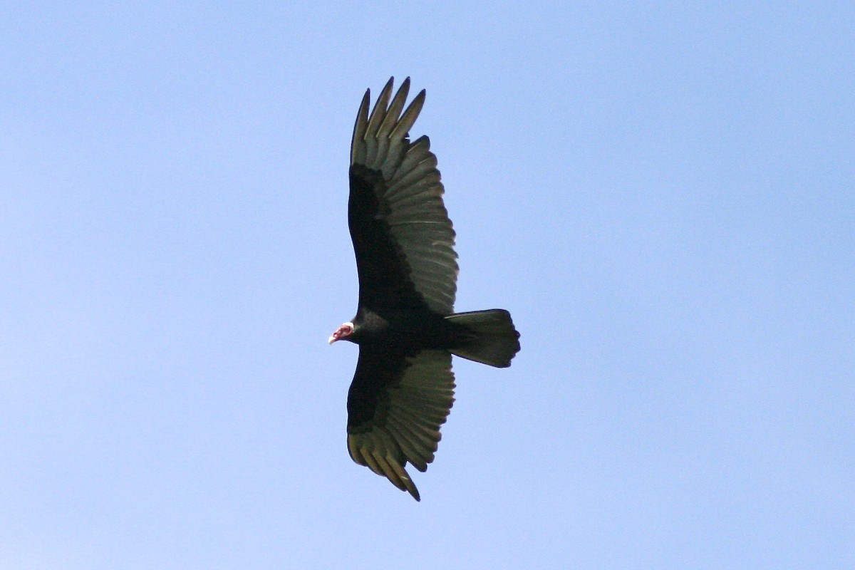 Turkey Vulture - ML73023201