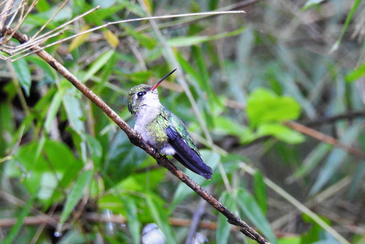 Glittering-bellied Emerald - ML73023921