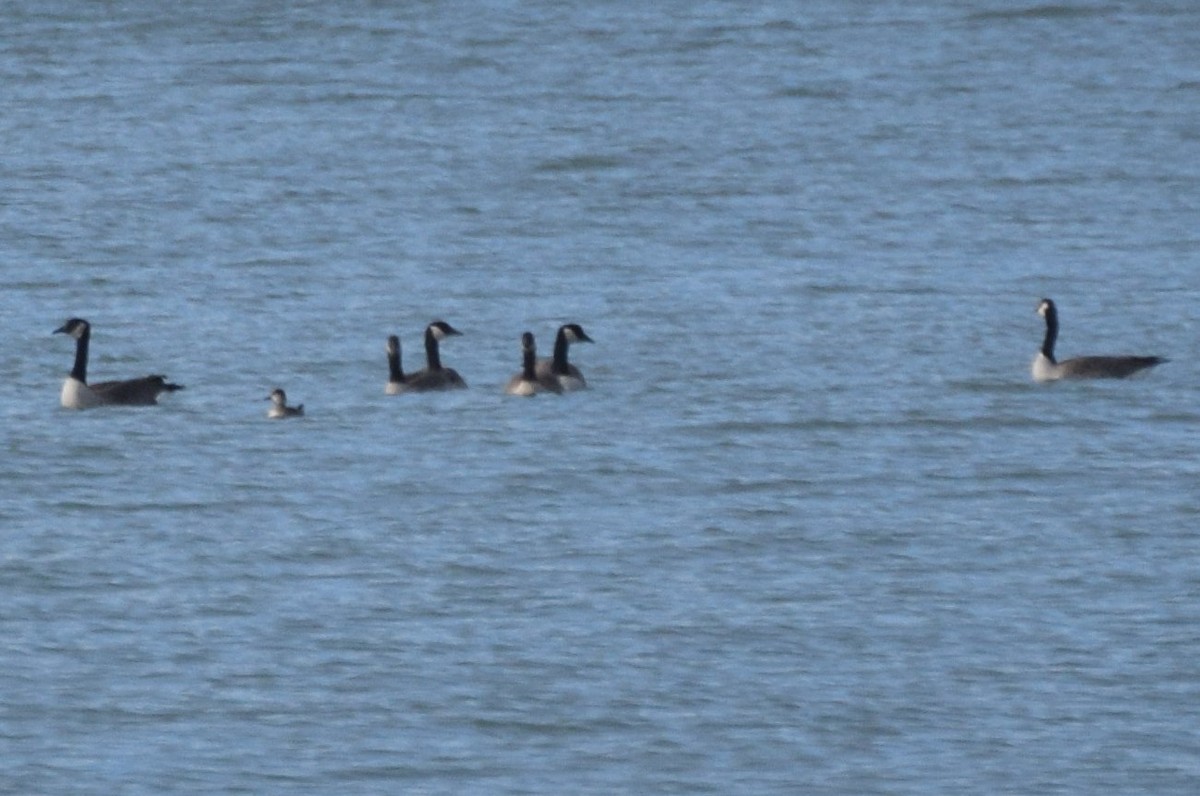 Ruddy Duck - ML73024051