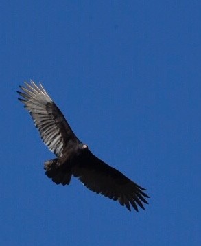 Turkey Vulture - ML73025201
