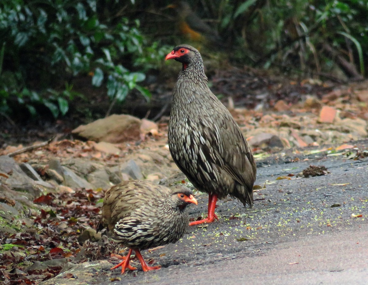 Red-necked Spurfowl - ML73025371