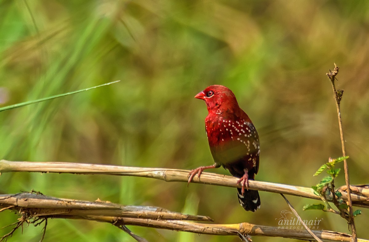 Red Avadavat - anith nair