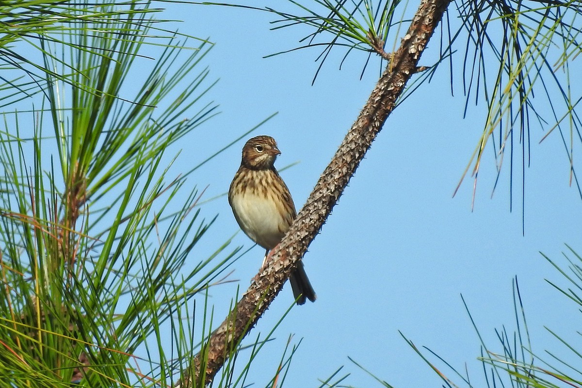 Vesper Sparrow - ML73025901