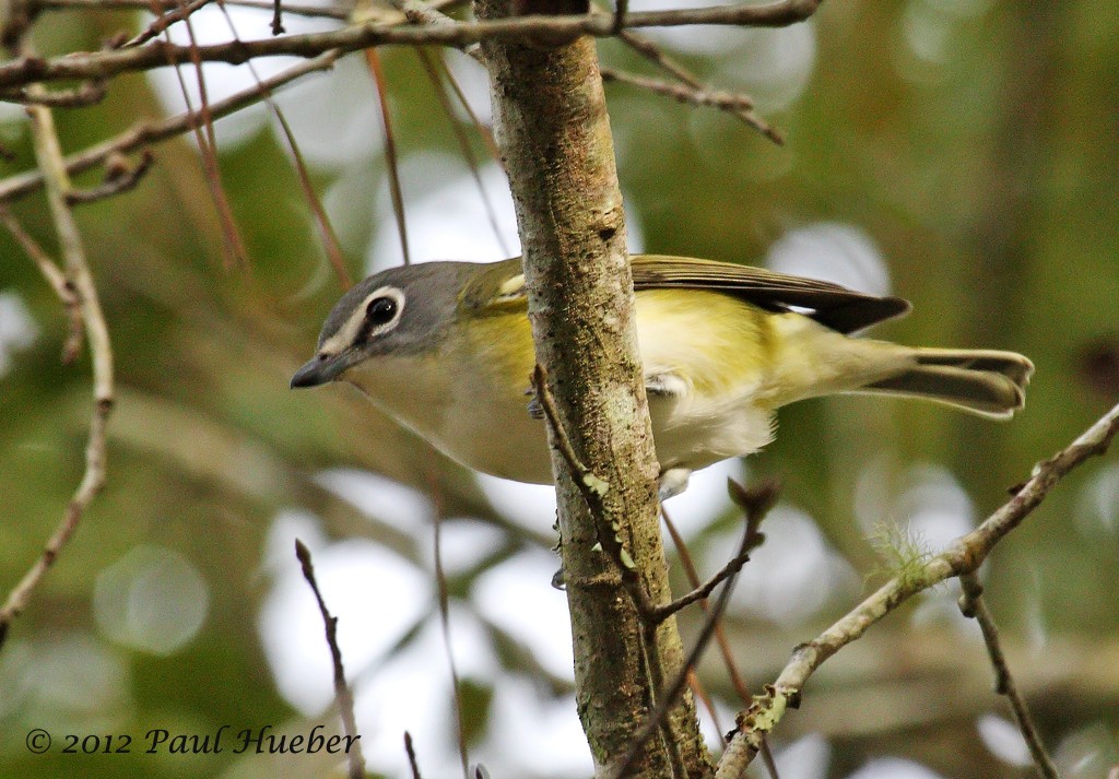 Blue-headed Vireo - ML73026481