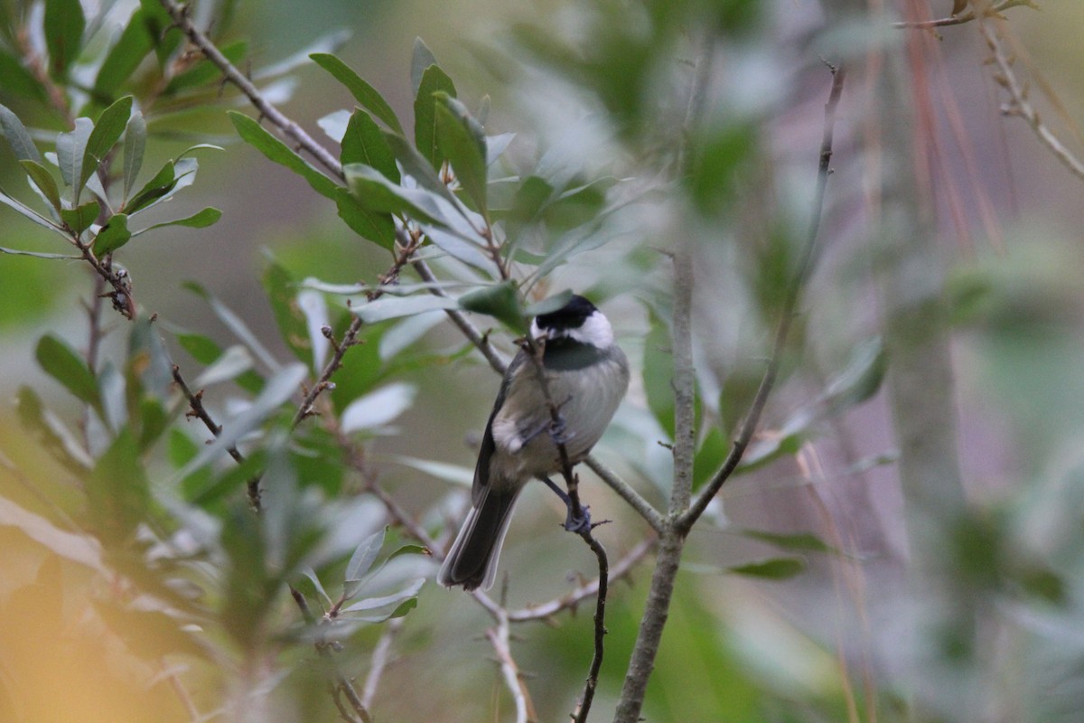 Carolina Chickadee - ML73027631