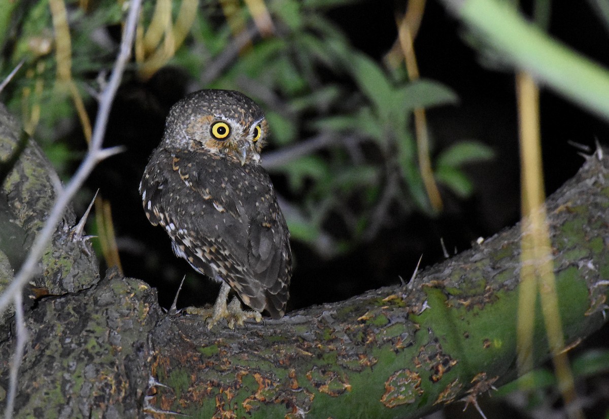 Elf Owl - Jason Vassallo
