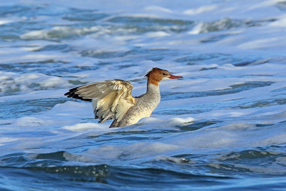 Common Merganser (Eurasian) - Nigel Voaden