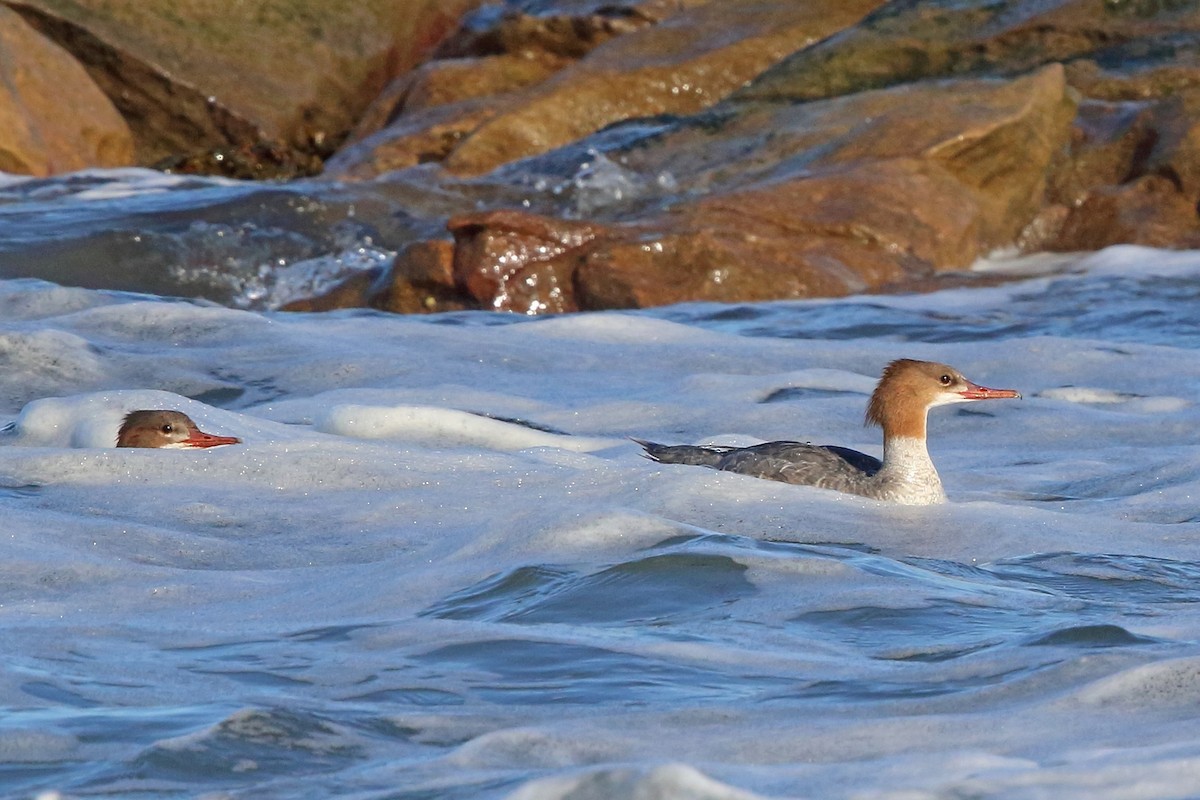 Common Merganser (Eurasian) - Nigel Voaden