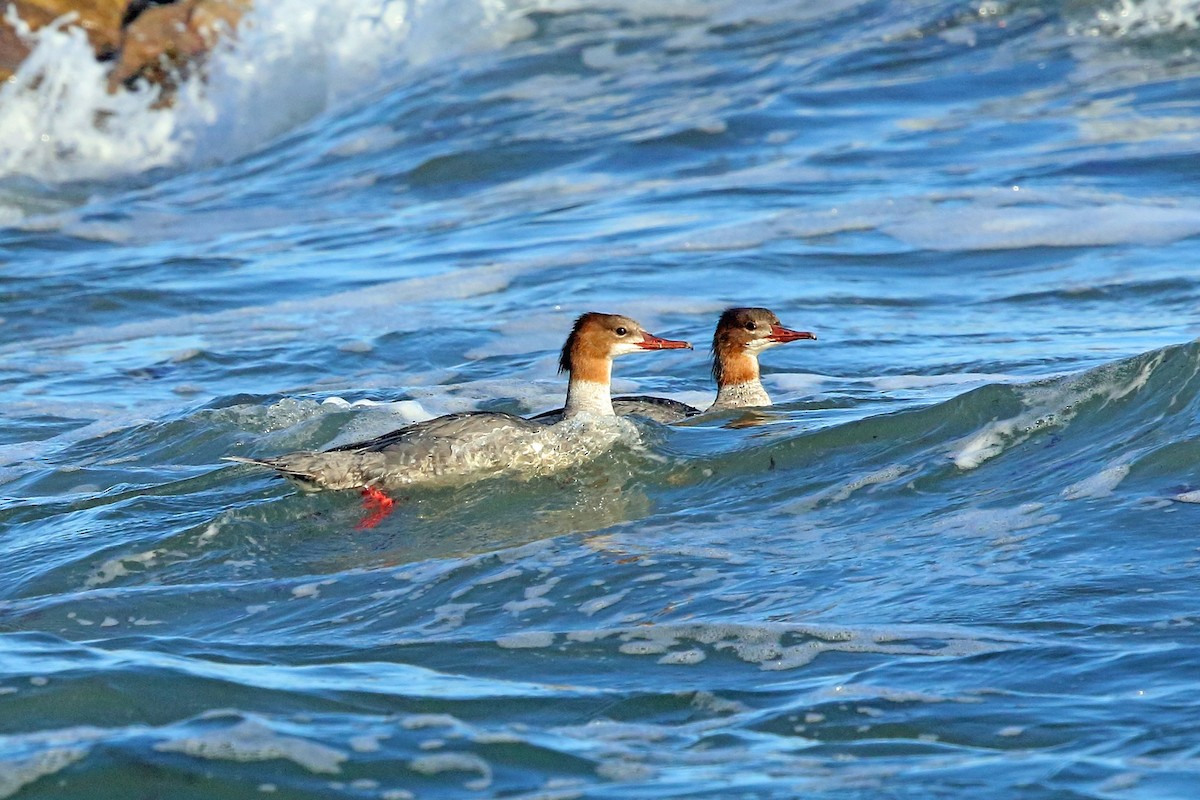 Common Merganser (Eurasian) - Nigel Voaden