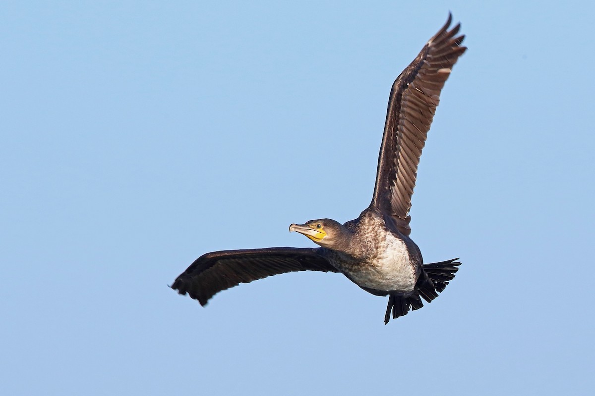 Cormorán Grande (Atlántico norte) - ML73029661