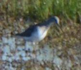 Greater Yellowlegs - Cynthia Van Den Broeke