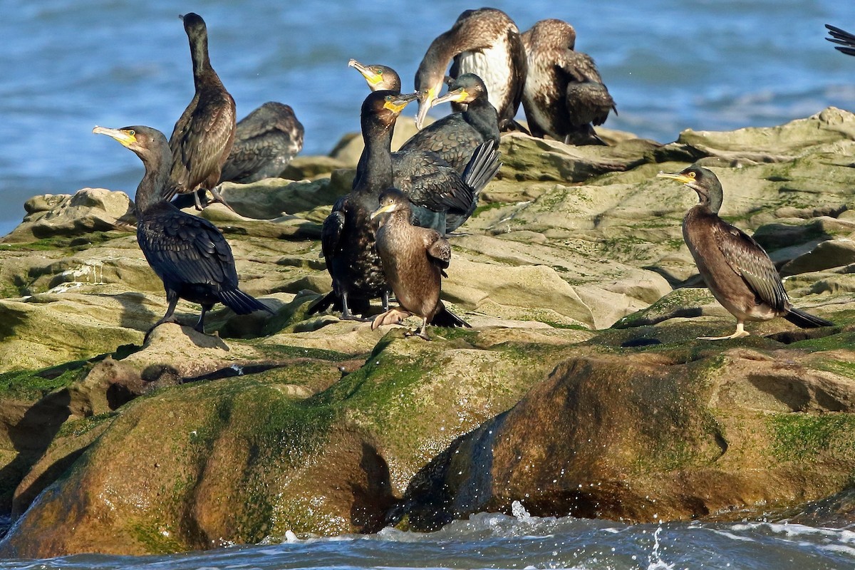 Cormorán Moñudo (Atlántico) - ML73029761