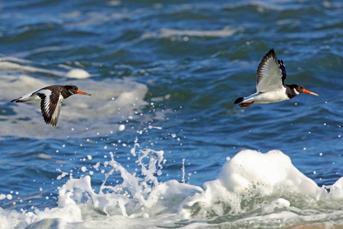 Eurasian Oystercatcher - ML73029801