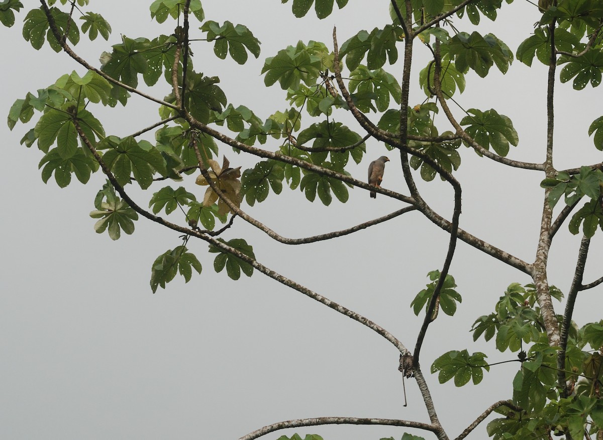 Roadside Hawk - Anonymous