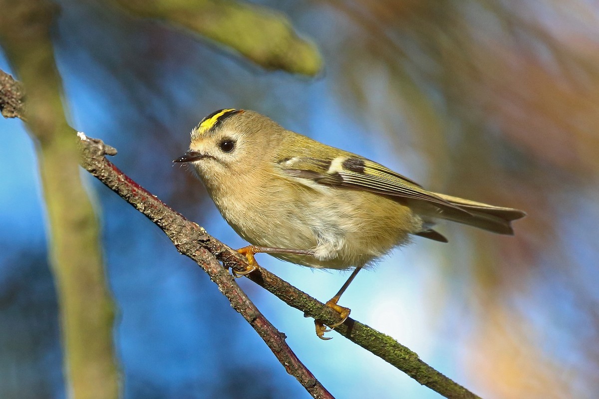 Goldcrest - ML73030061