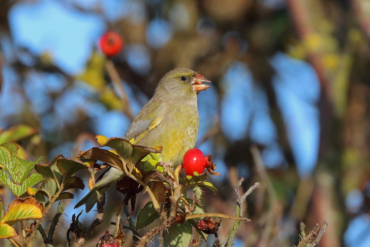 European Greenfinch - Nigel Voaden