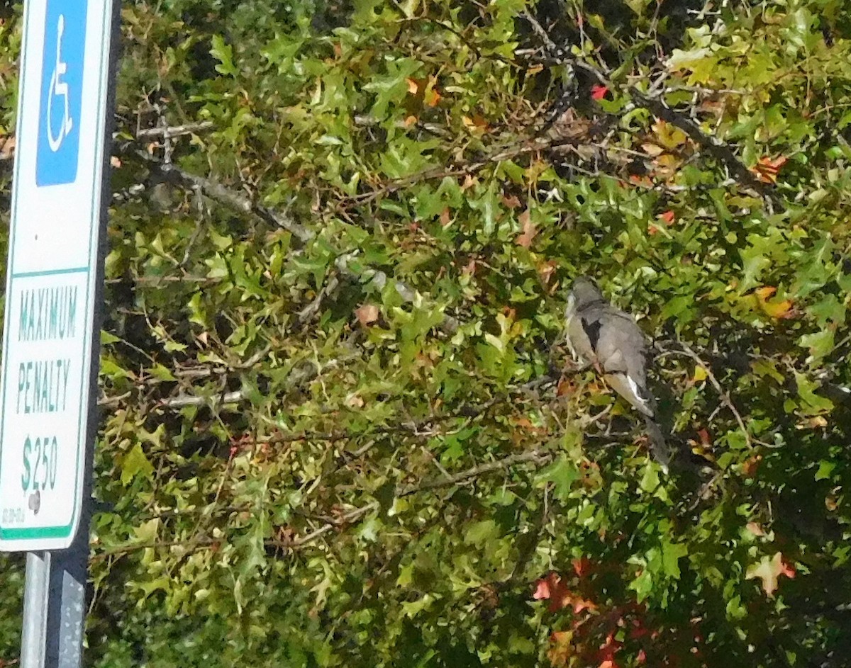 Yellow-billed Cuckoo - ML73030291