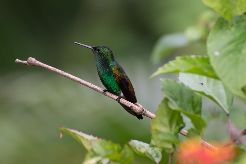 Copper-rumped Hummingbird - ML73030541