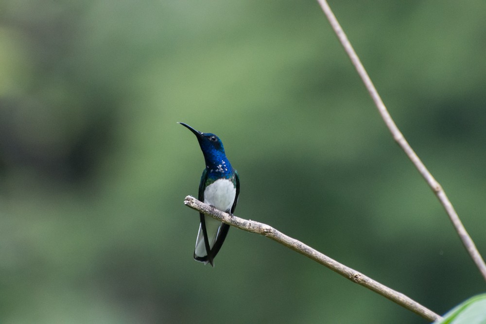 White-necked Jacobin - ML73030781