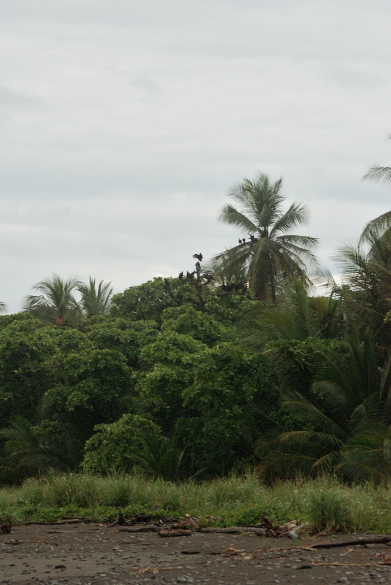 Black Vulture - ML73030851