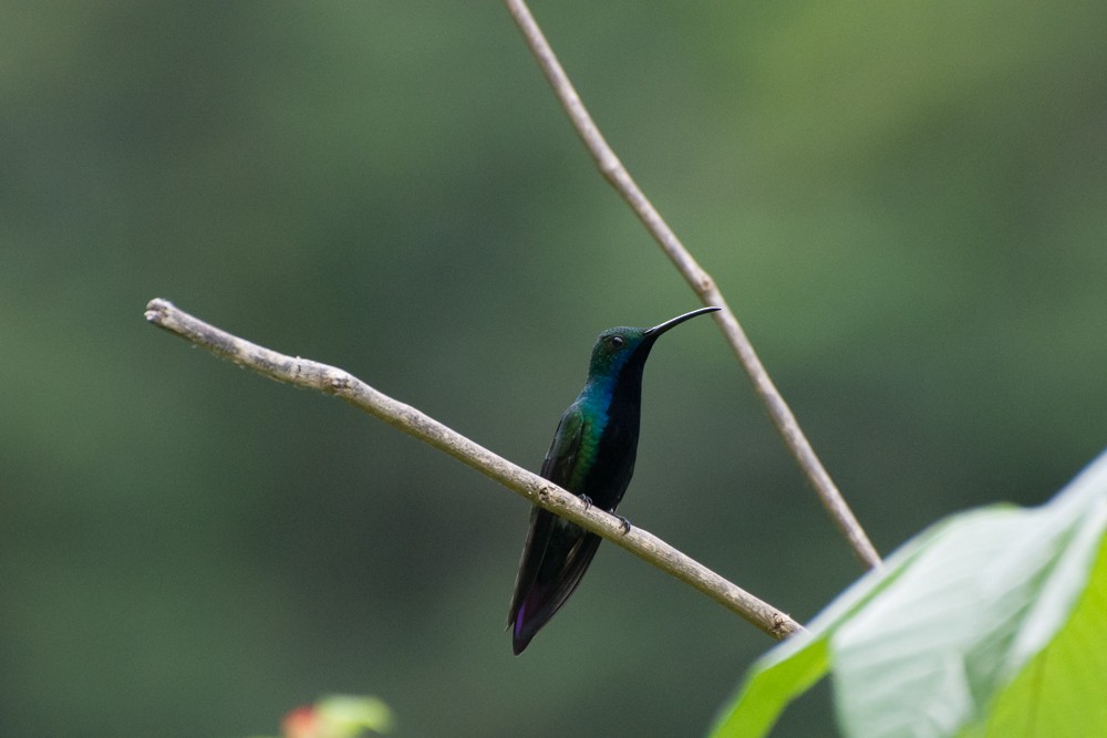 kolibřík tropický - ML73030861