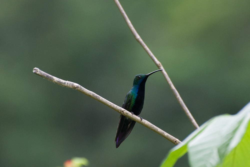 Black-throated Mango - ML73030861