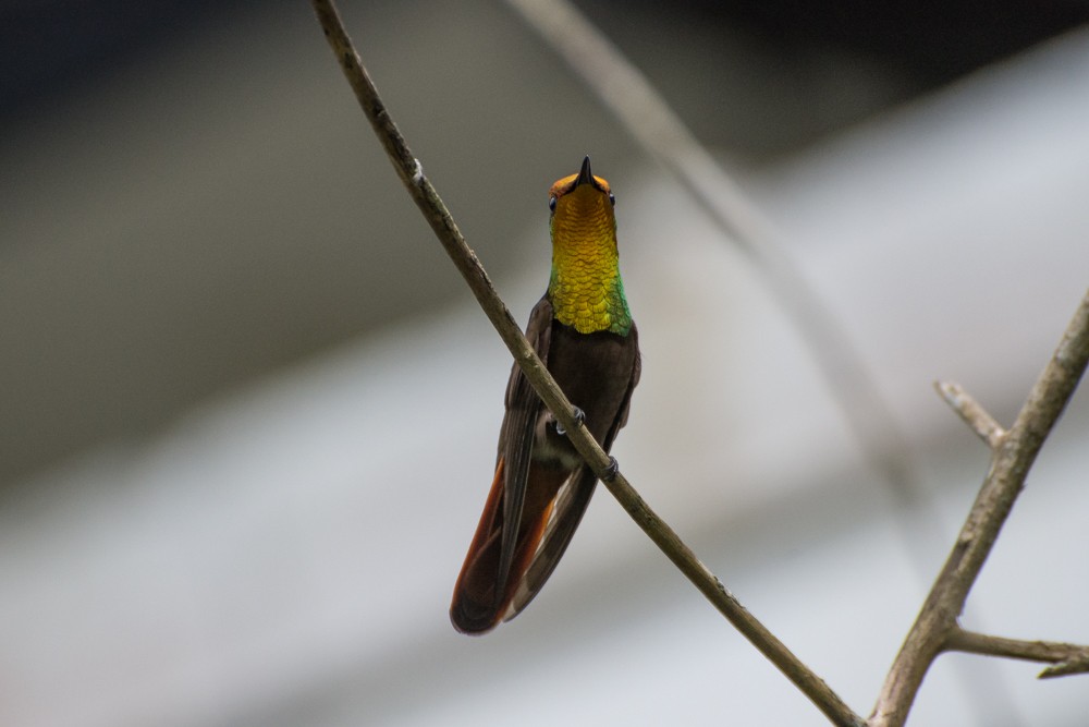 Ruby-topaz Hummingbird - Carole Findlay