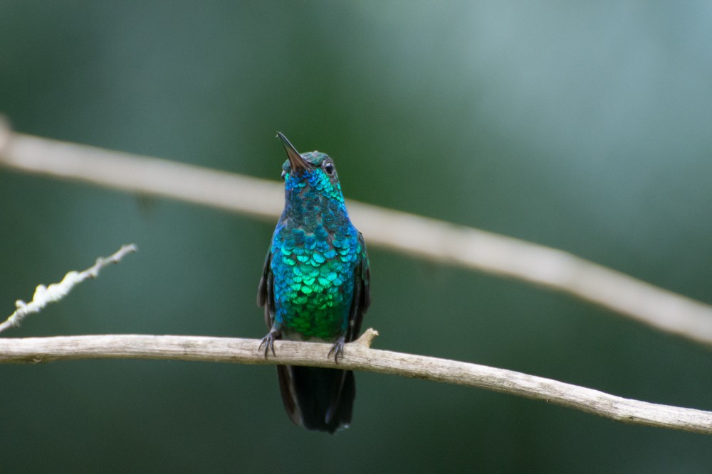 Blue-chinned Sapphire - ML73031011