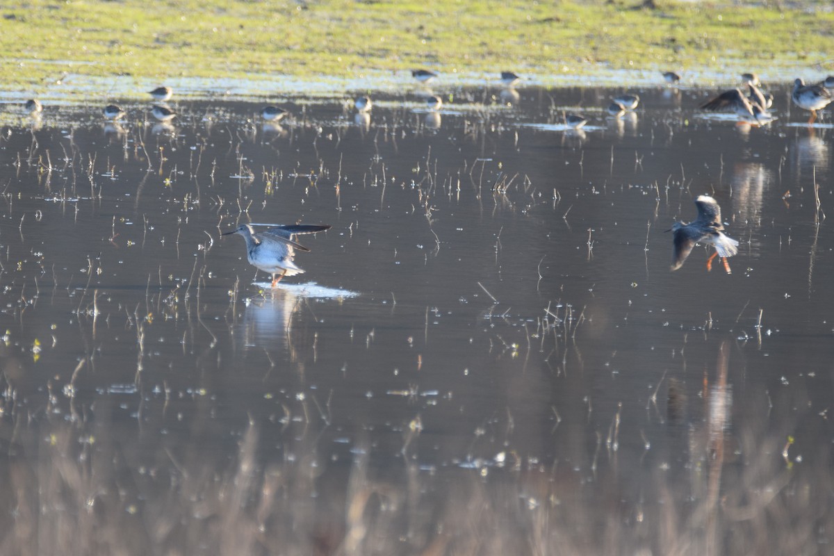 Greater Yellowlegs - Jordan Broadhead