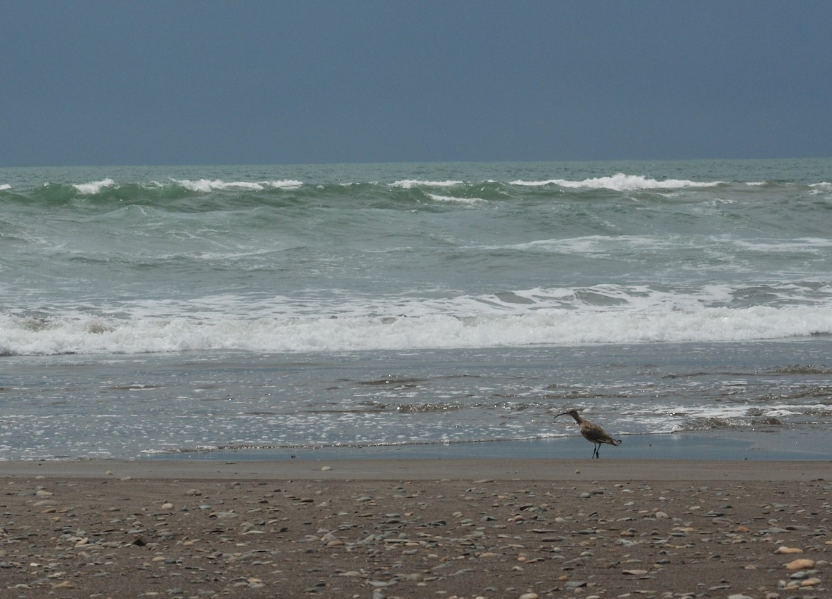 Whimbrel - Anonymous