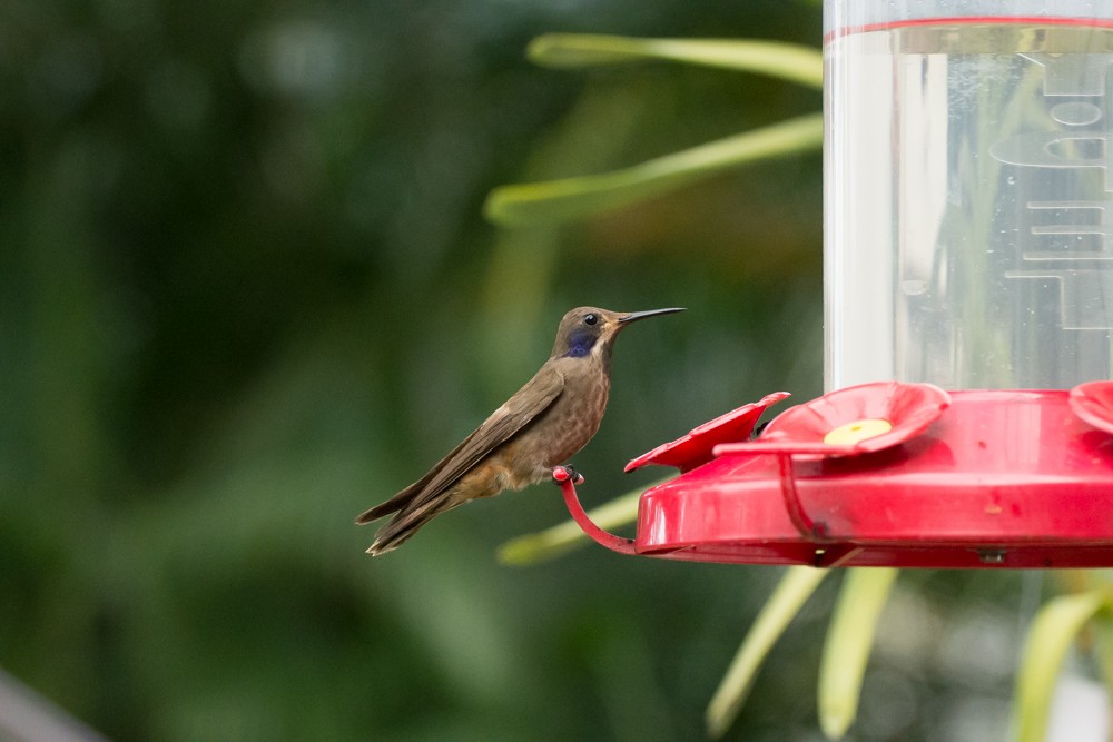 kolibřík fialovouchý - ML73031411