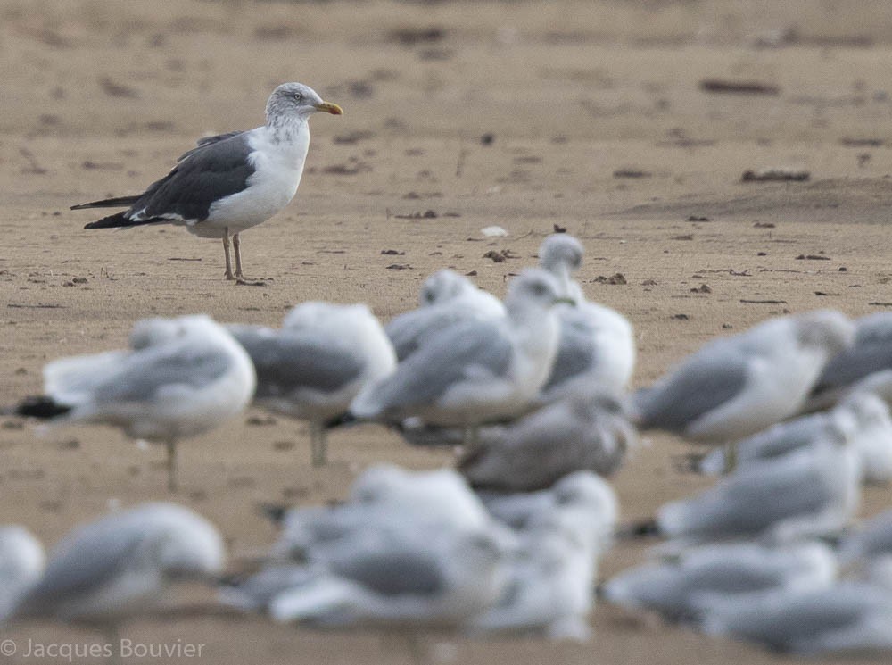 Lesser Black-backed Gull - Jacques Bouvier