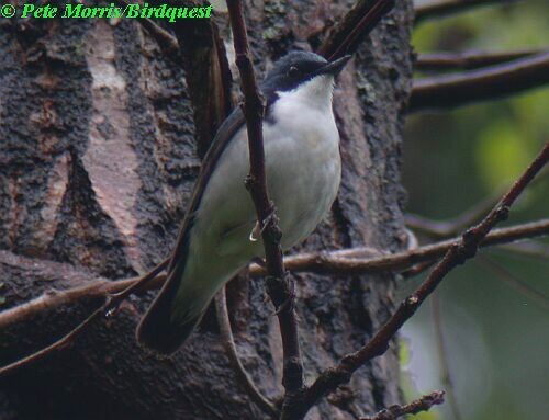 Siberian Blue Robin - ML730348