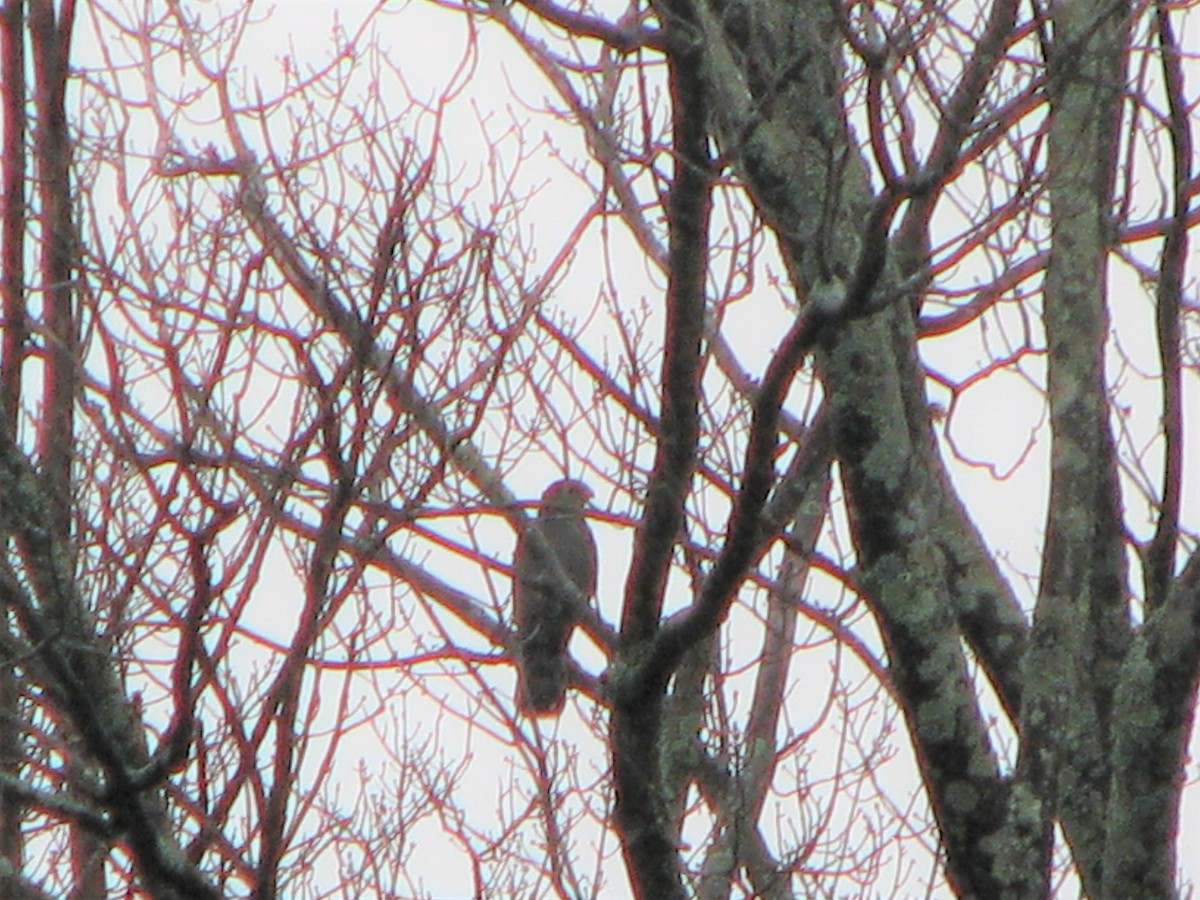 Cooper's Hawk - Chris Martone