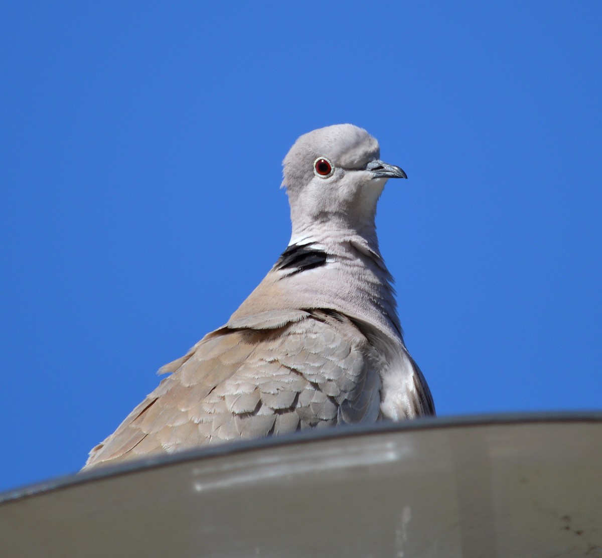 Eurasian Collared-Dove - ML73036171