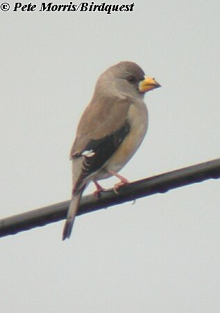 Yellow-billed Grosbeak - ML730363