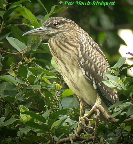 Black-crowned Night Heron (Eurasian) - ML730366