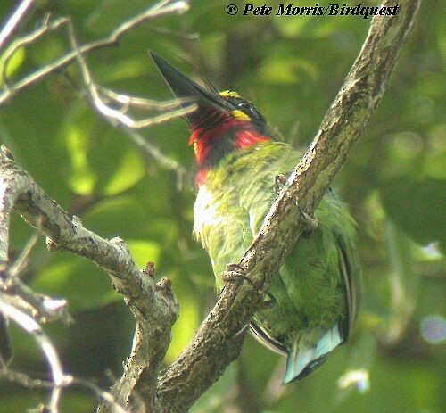 Black-banded Barbet - ML730368